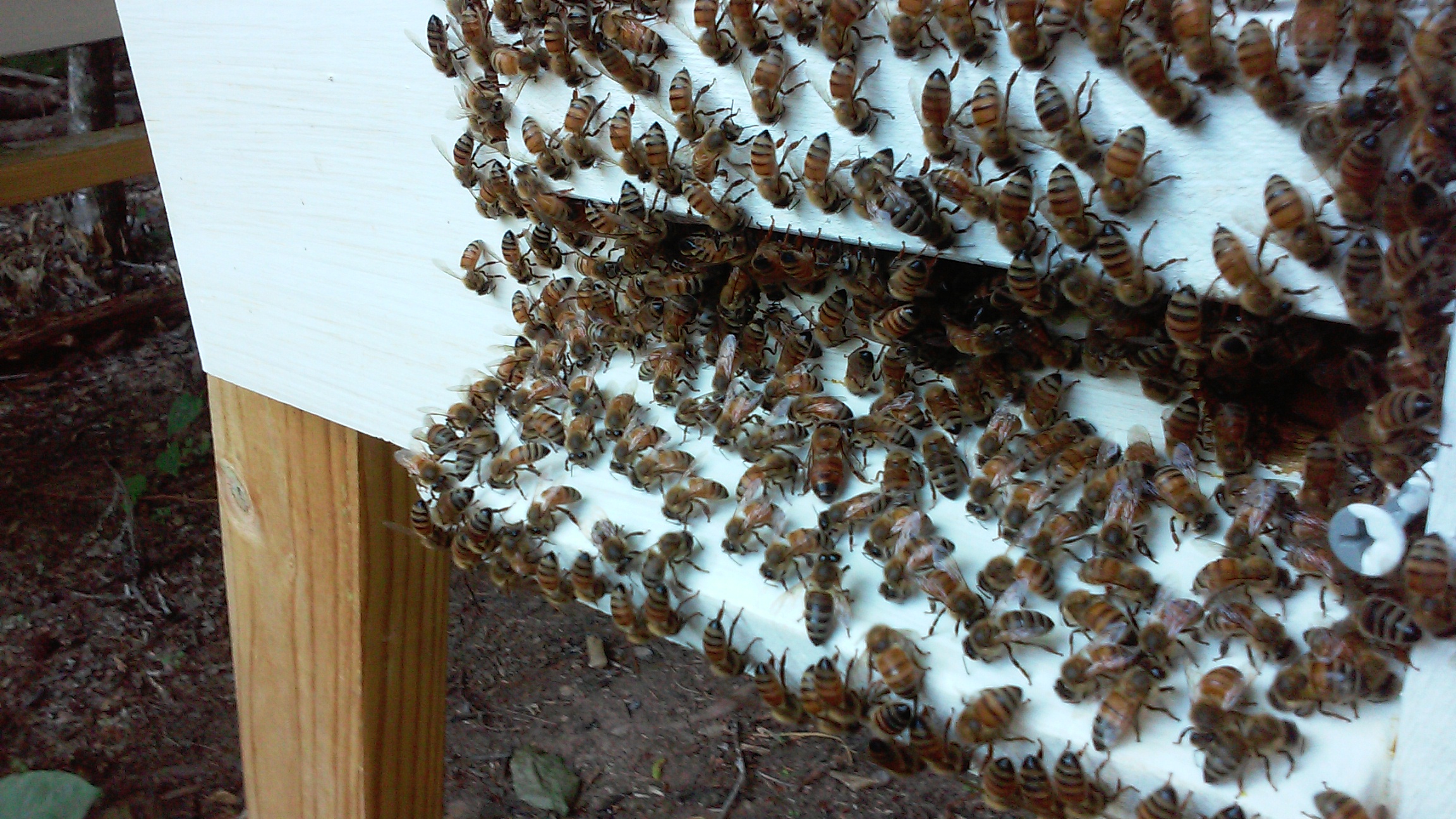 Beekeeping – Polecat Creek Bees